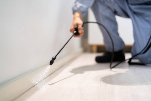 Licensed Termite Control service in Mount Jackson, VA - Nex Pest Control