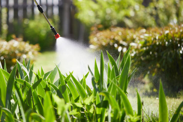 24/7 Emergency Termite Control experts in Mount Jackson, VA