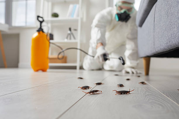 Affordable Termite Control solutions in Mount Jackson, VA